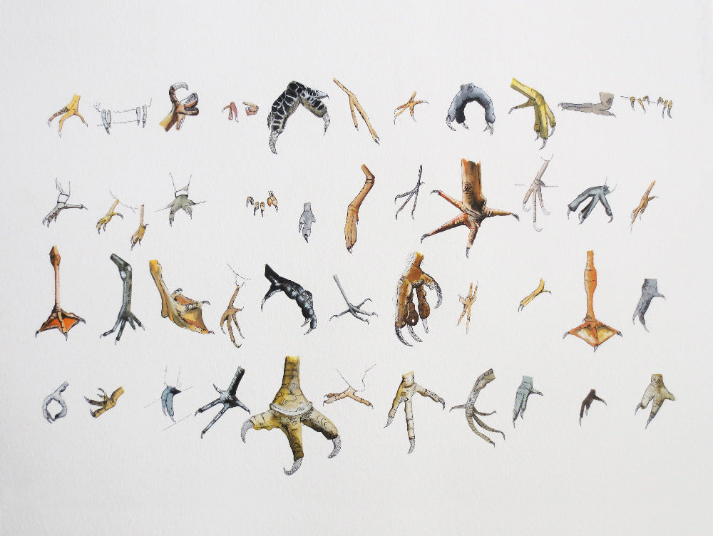 Collection of illustrated bird feet