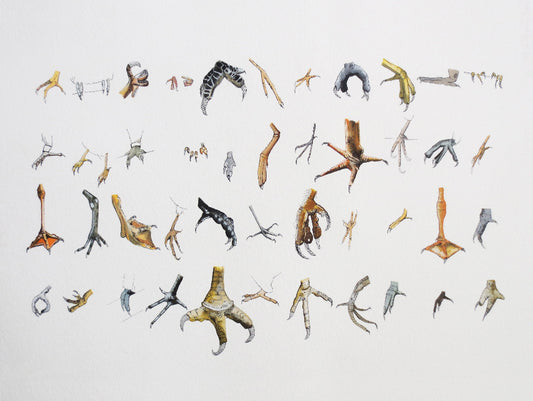 Collection of illustrated bird feet