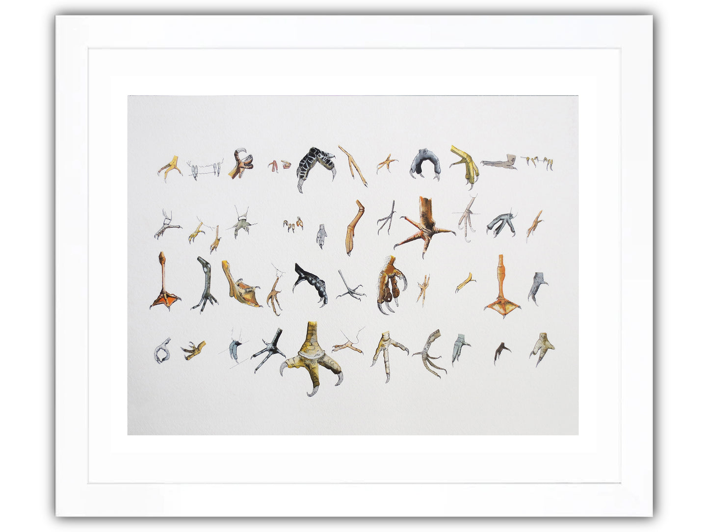 Collection of illustrated bird feet