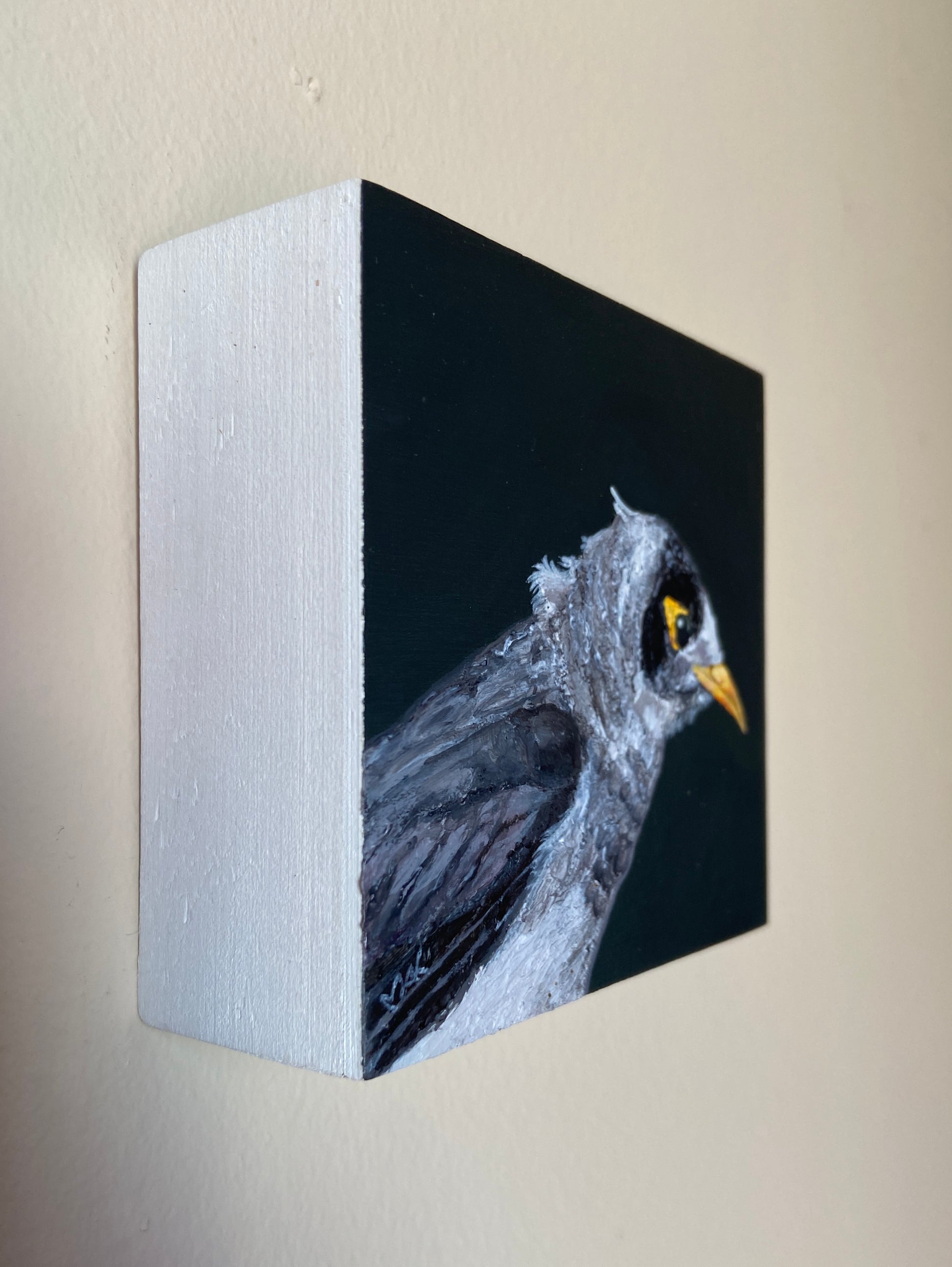 Black and grey bird