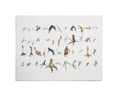 Collection of bird feet and talons art print by Joy and Fury Art