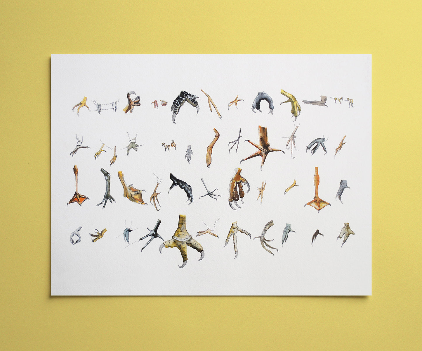 Bird Feet