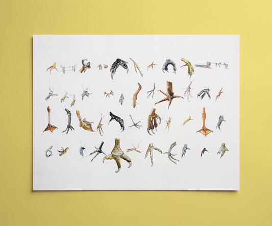 Bird Feet