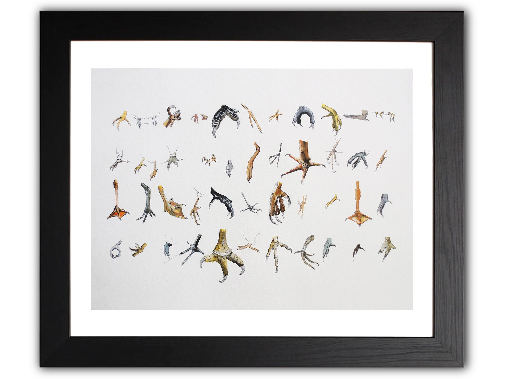 Collection of illustrated bird feet