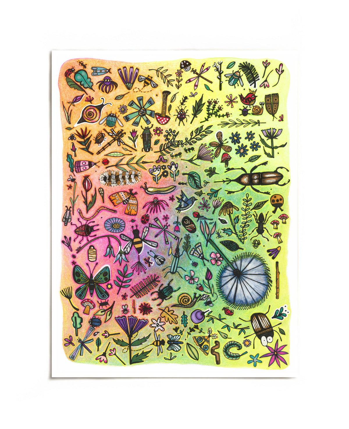 Colorful insects and flowers illustration art print by Joy and Fury Art