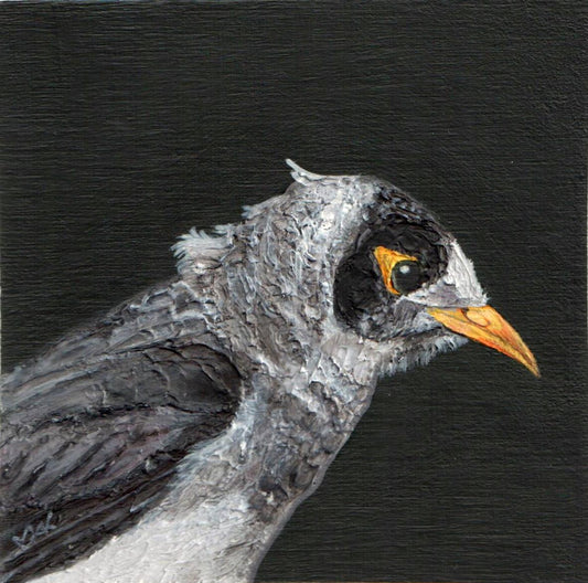 Grey and black bird